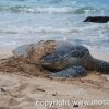 Oahu 2010