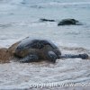 Oahu 2010