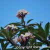 Oahu 2010